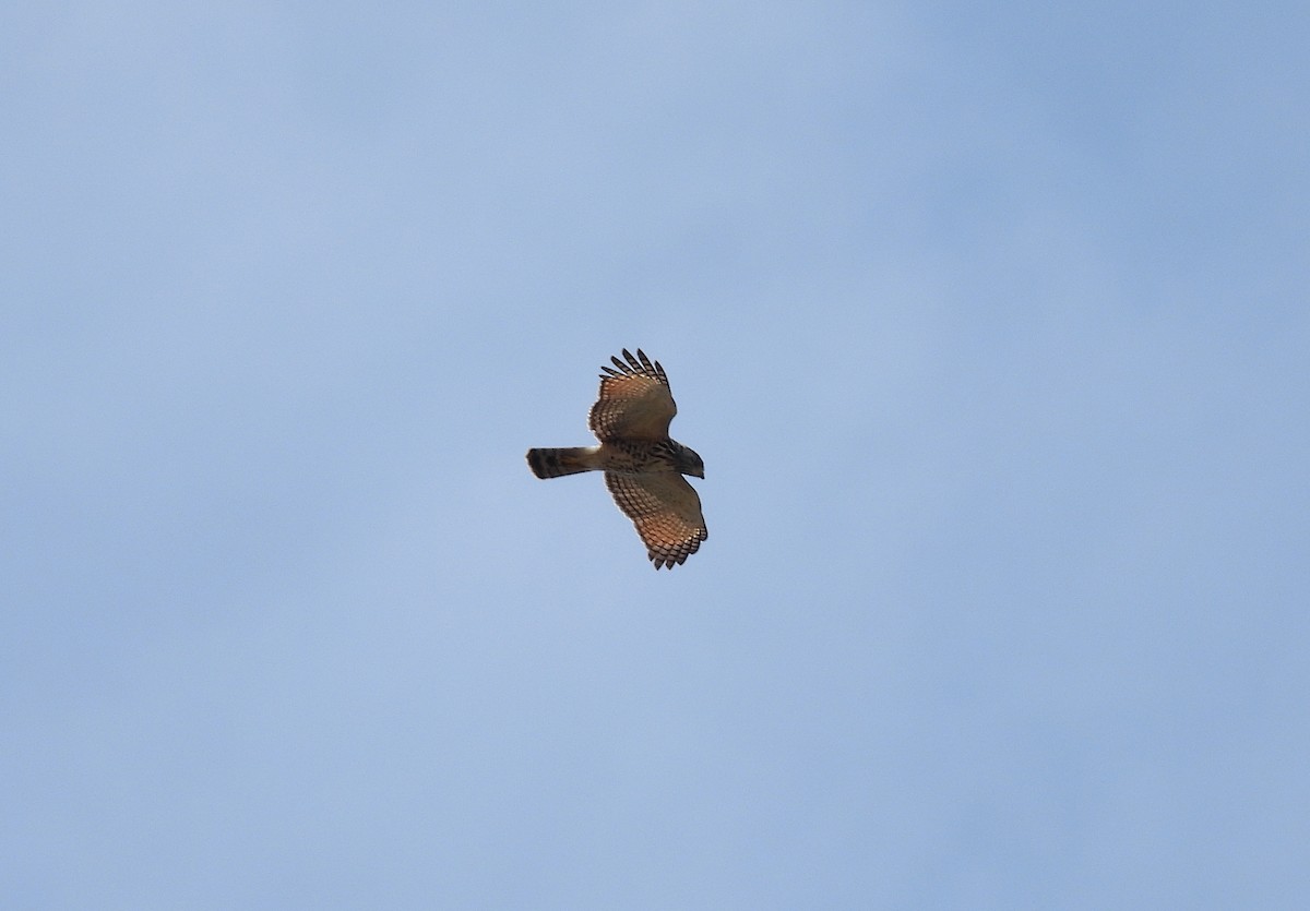 Roadside Hawk - ML617170771