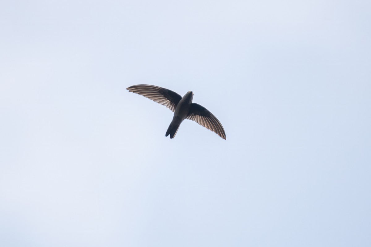 Himalayan Swiftlet - ML617170783