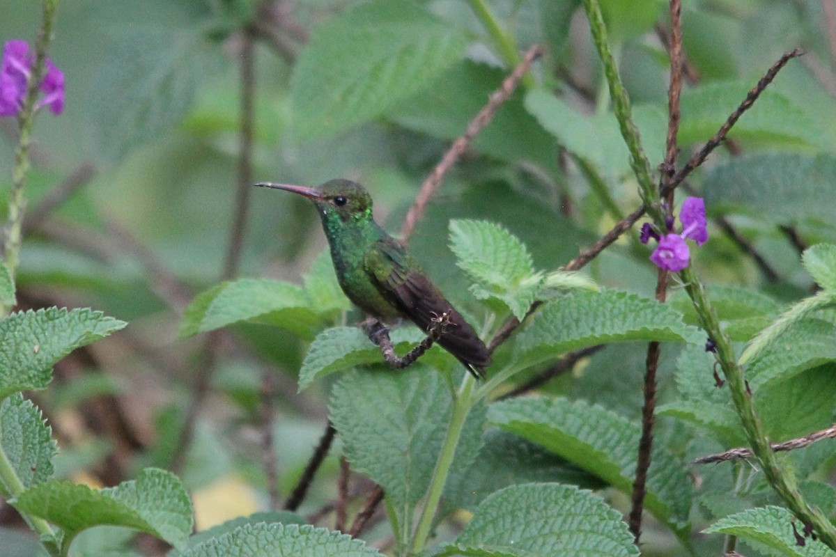 Rufous-tailed Hummingbird - ML617170812