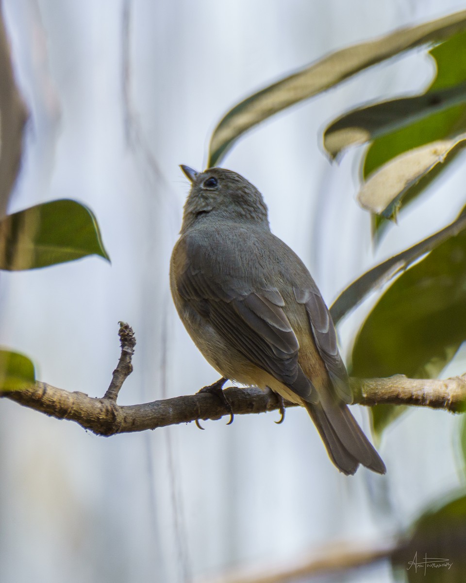 Rusty-tailed Flycatcher - Anu Parthasarathy