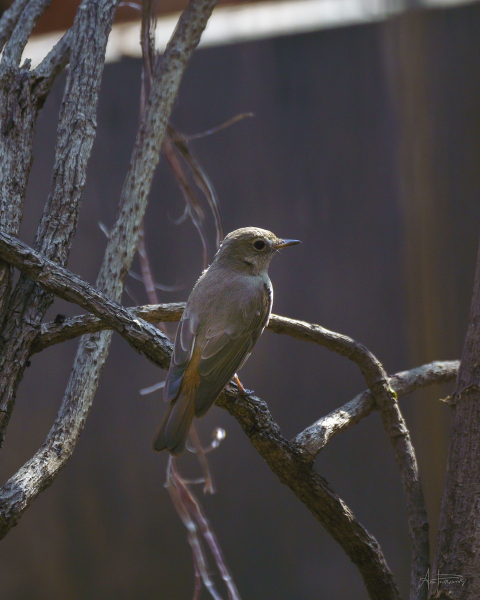 Rusty-tailed Flycatcher - Anu Parthasarathy