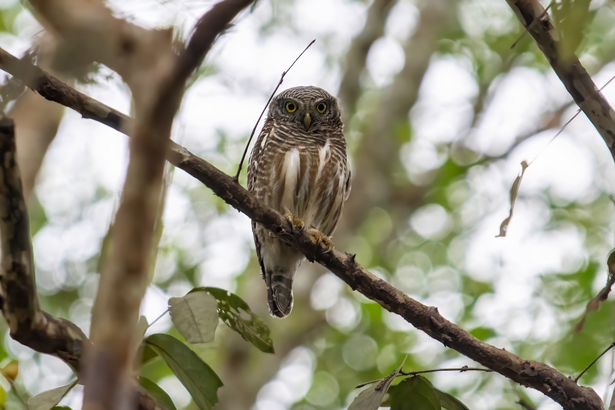 Asian Barred Owlet - ML617170905