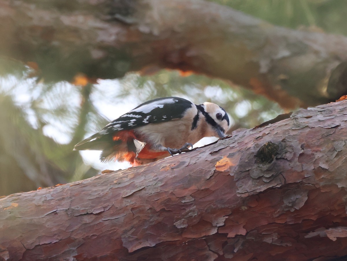Great Spotted Woodpecker - Kisup Lee