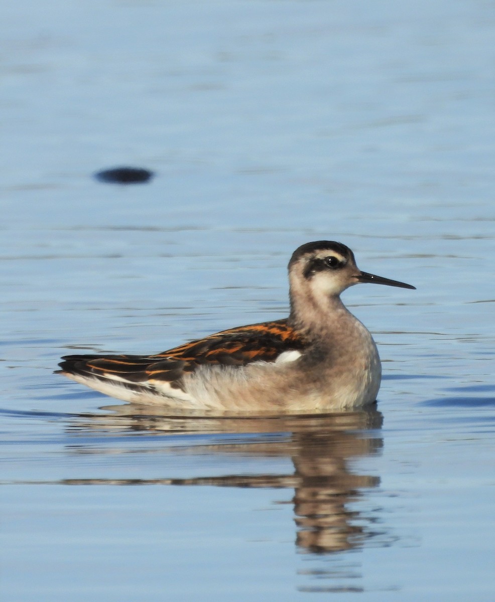 Red-necked Phalarope - ML617171122