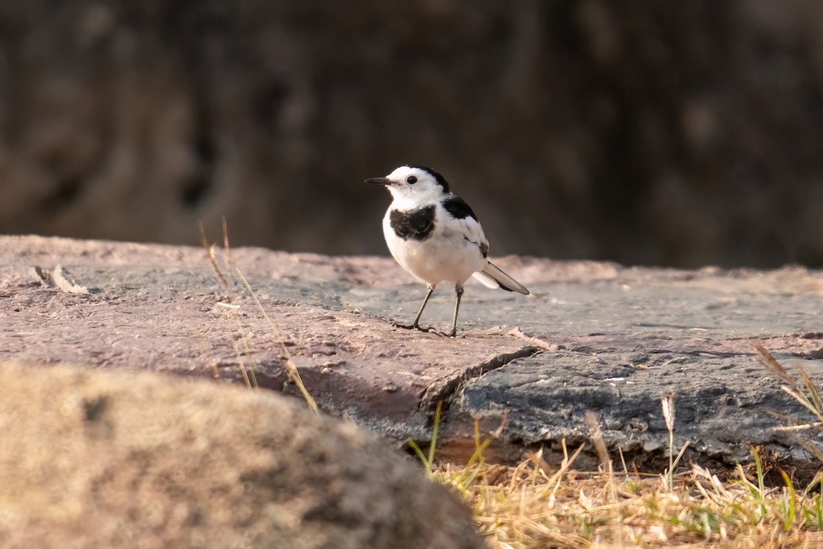 White Wagtail - ML617171123