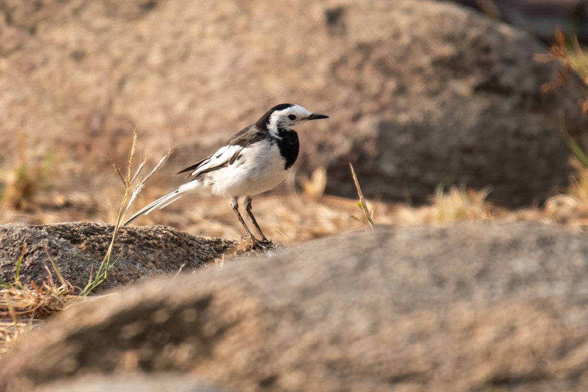 White Wagtail - ML617171124