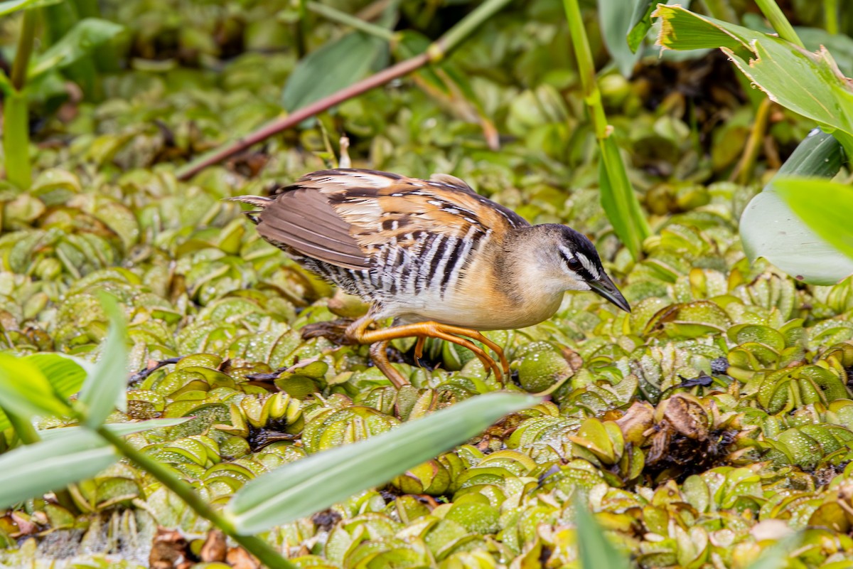 Yellow-breasted Crake - Felipe Aoyagui