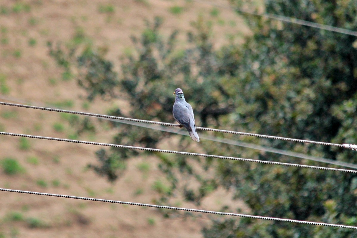 Band-tailed Pigeon - ML617171220