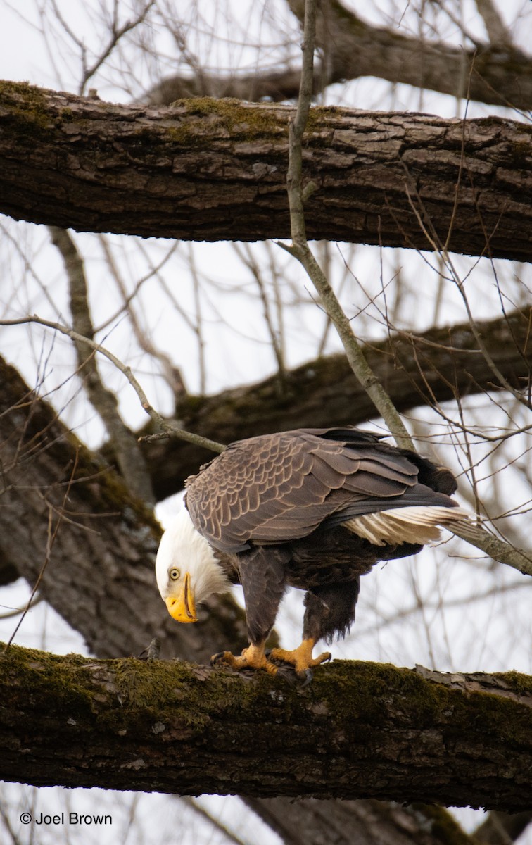 Bald Eagle - Joel Brown