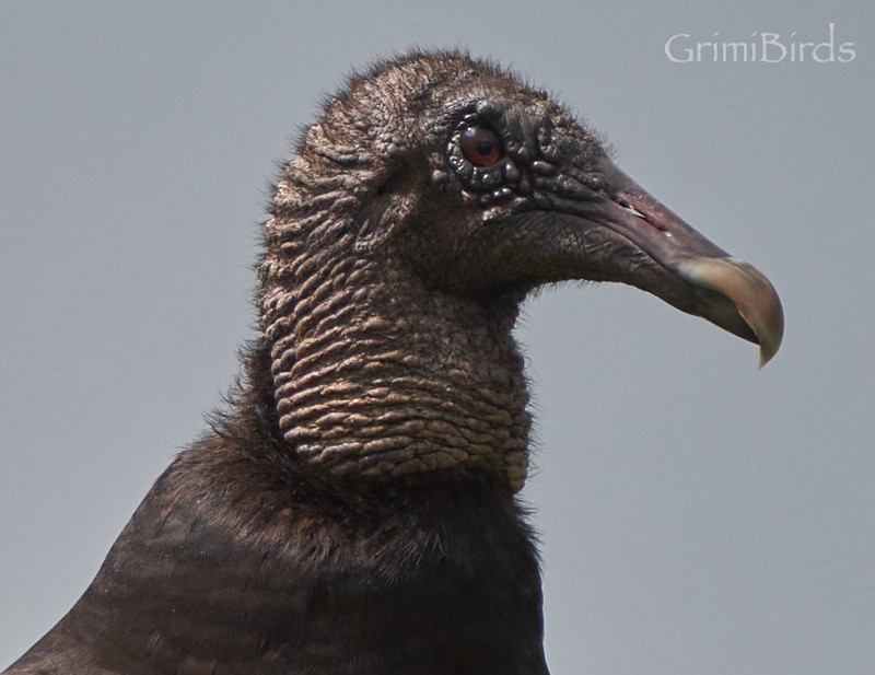 Black Vulture - Ramon Grimalt