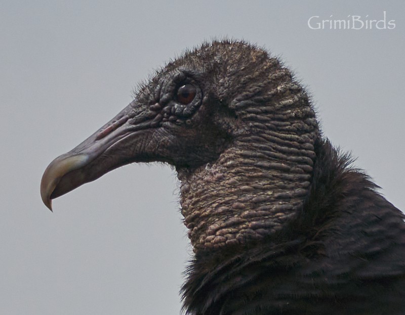 Black Vulture - Ramon Grimalt