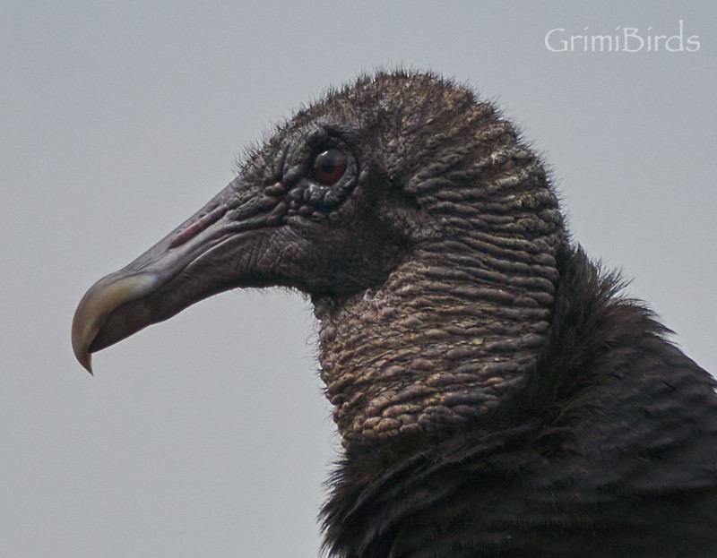 Black Vulture - ML617171249