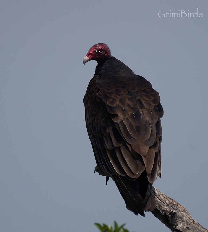 Turkey Vulture - ML617171252
