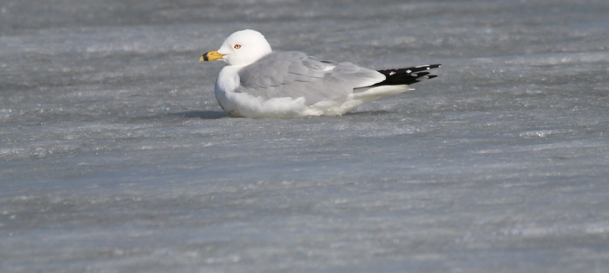 Ring-billed Gull - Don Cassidy