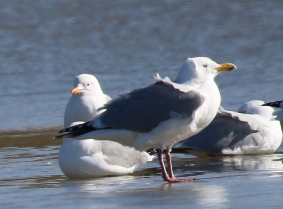 Gaviota Argéntea - ML617171271