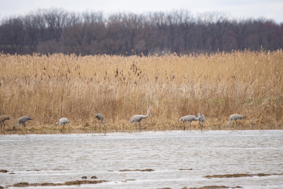 Sandhill Crane - Joel Brown