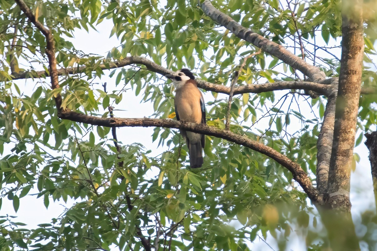 Eurasian Jay - ML617171303