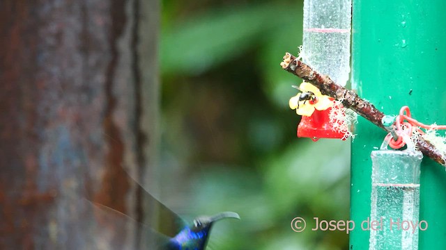 Colibrí Morado - ML617171328