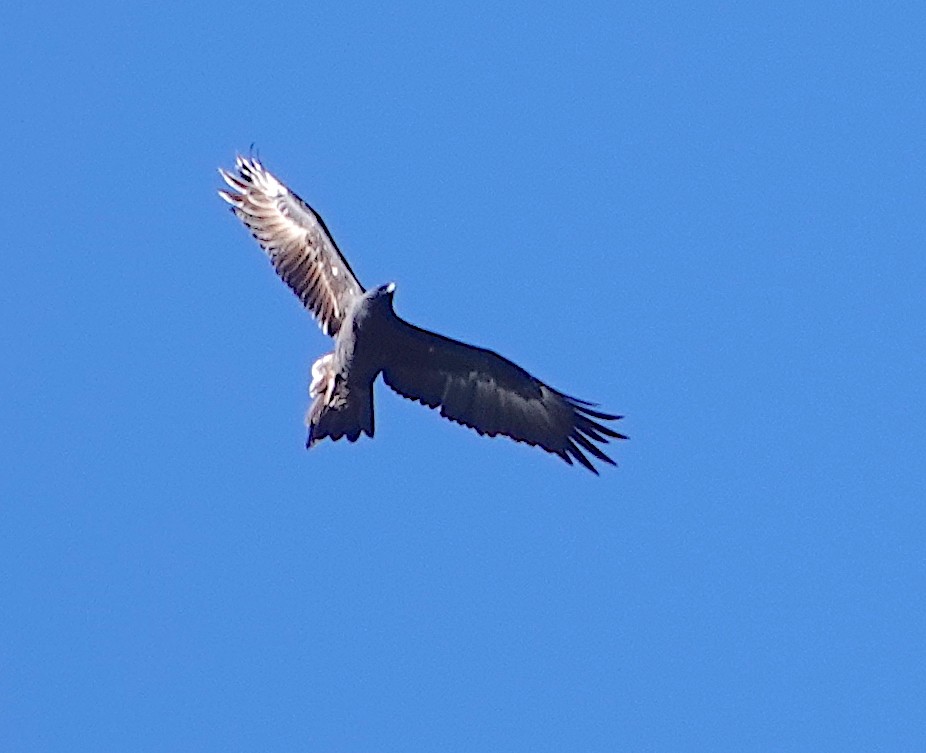 Wedge-tailed Eagle - ML617171332