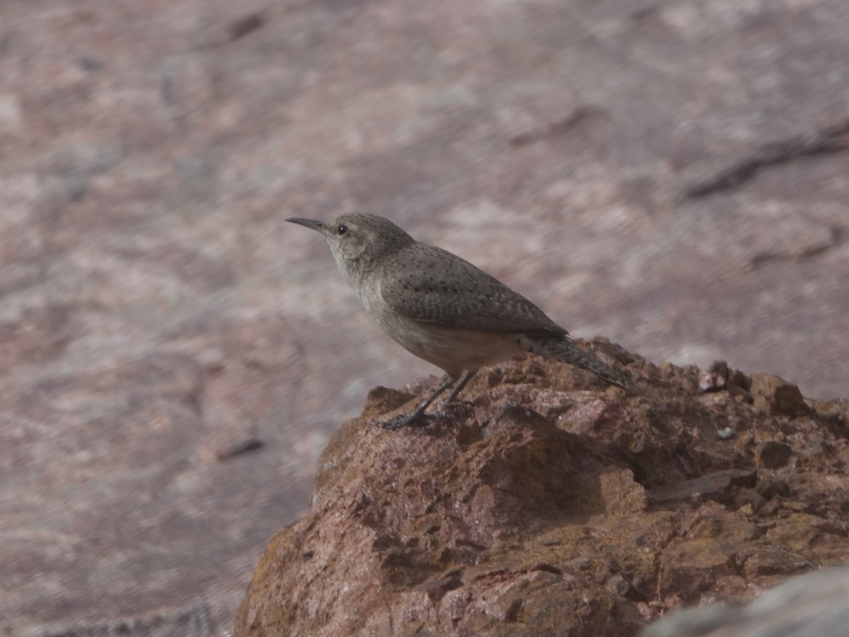 Rock Wren - Peter Schneekloth