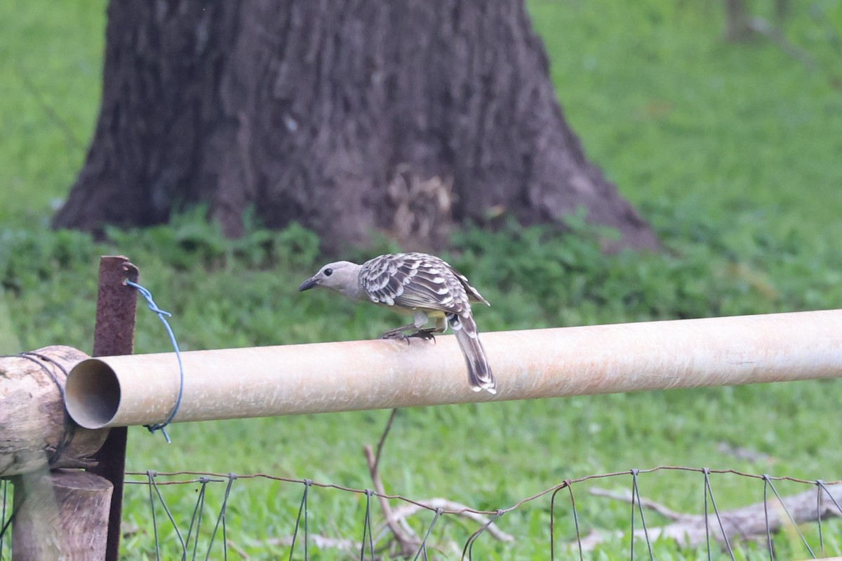 Great Bowerbird - Bay Amelia Reeson