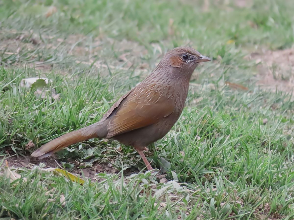 Streaked Laughingthrush - ML617171450