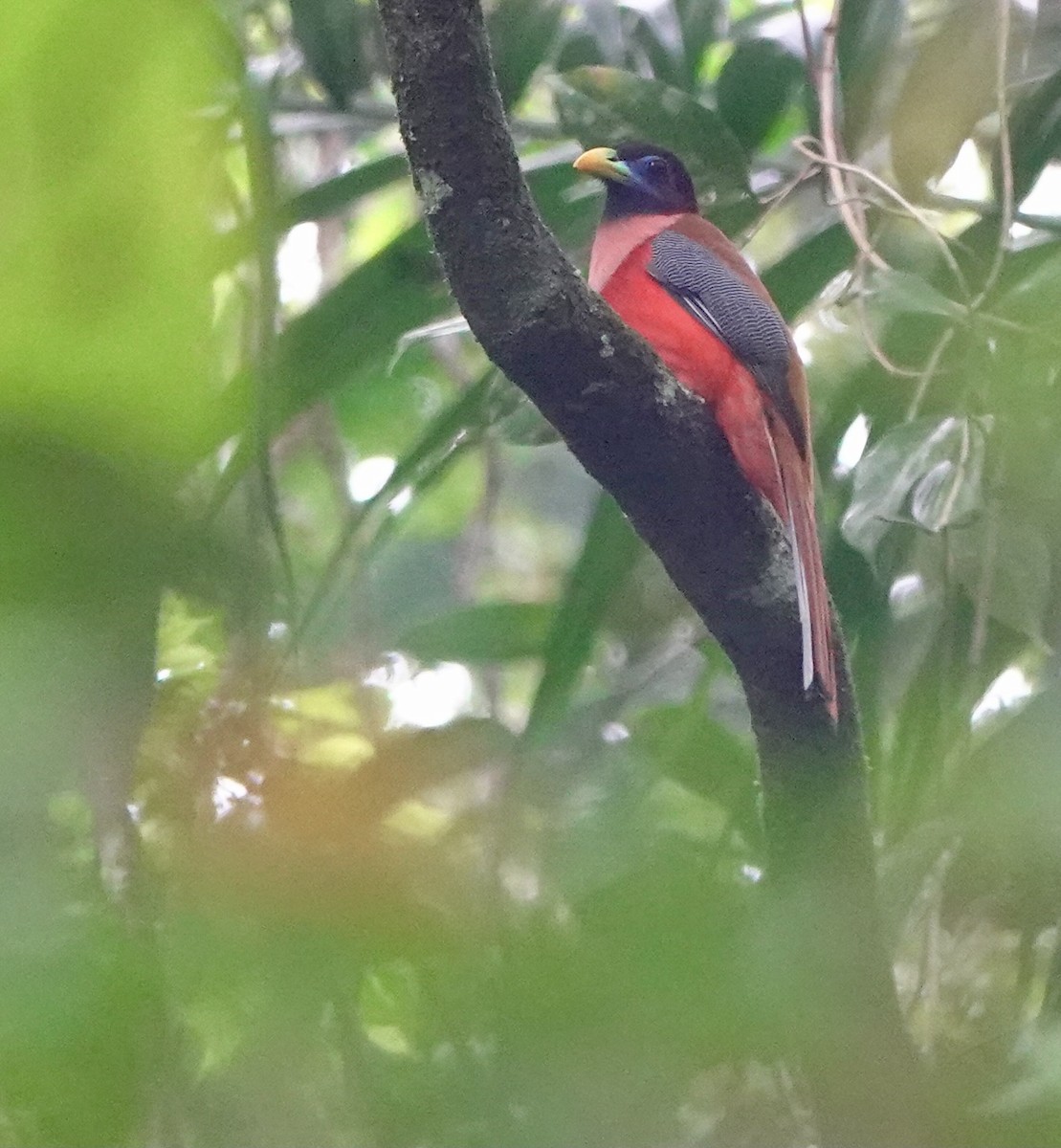 Philippine Trogon - ML617171464