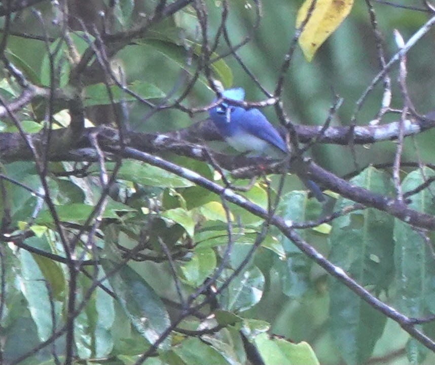 Short-crested Monarch - ML617171471