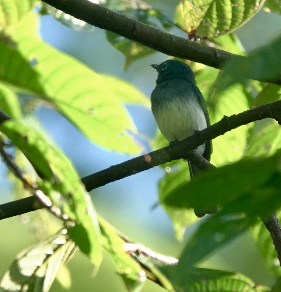 Short-crested Monarch - Martin Kennewell