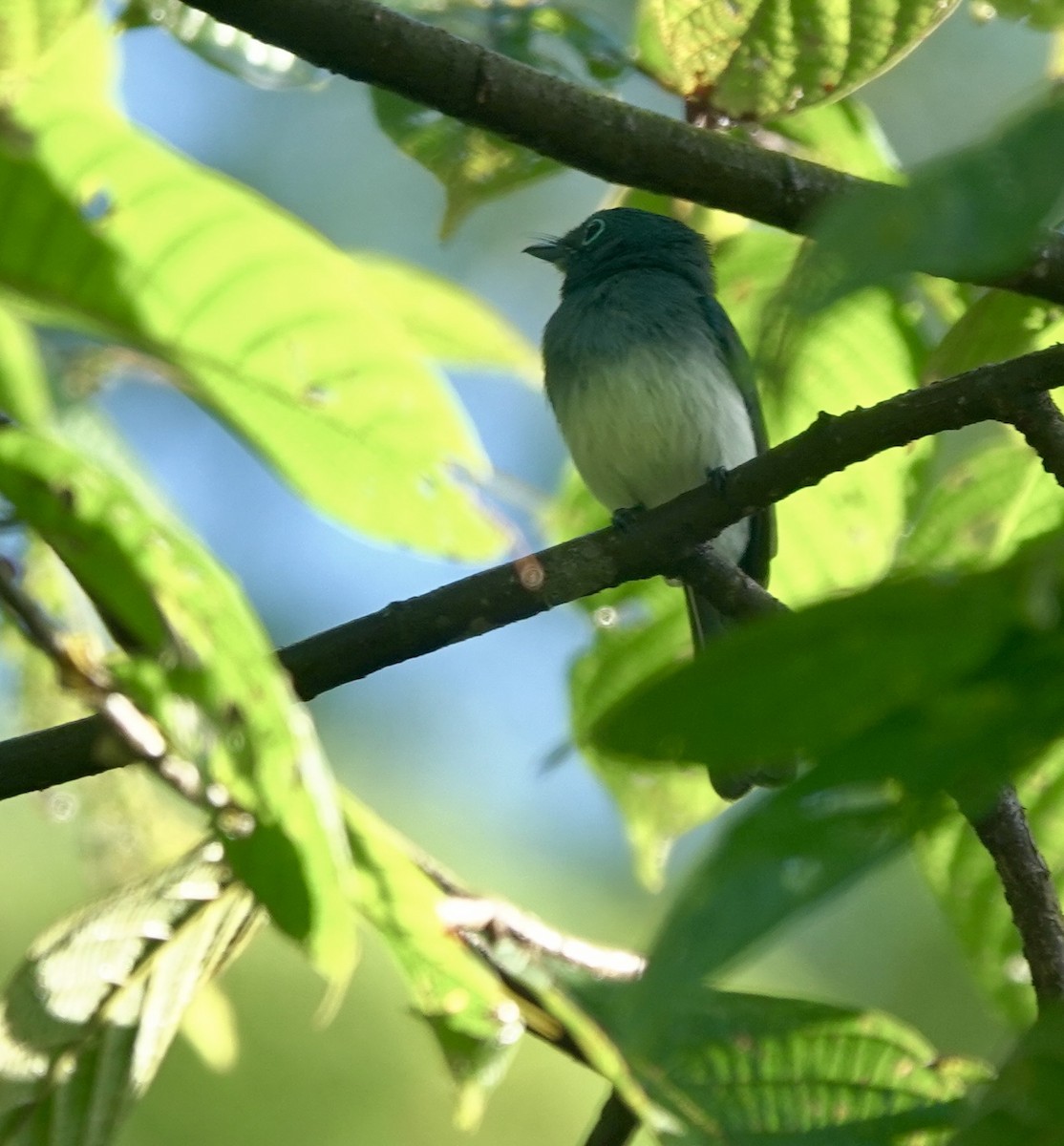 Short-crested Monarch - ML617171475