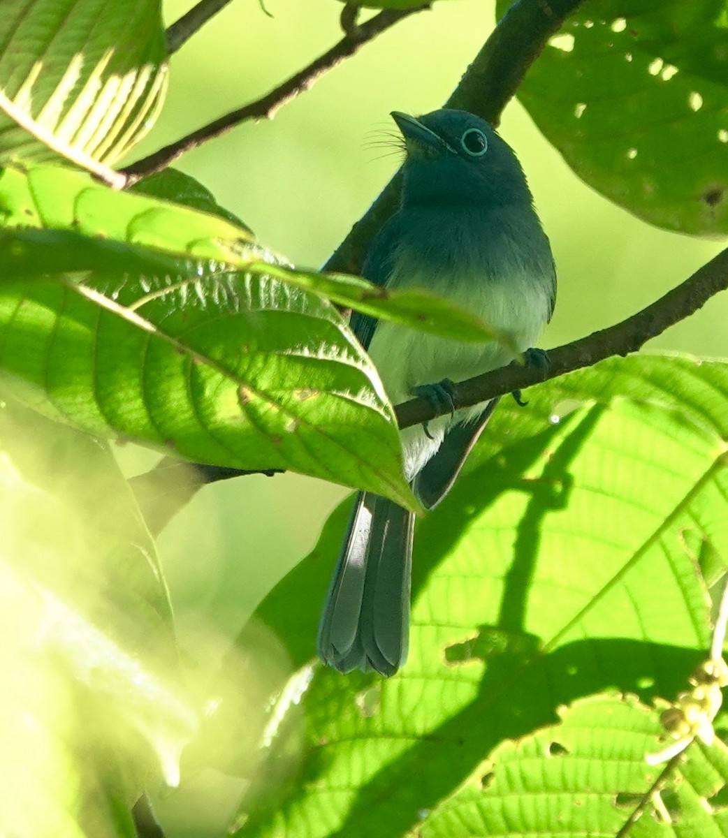 Short-crested Monarch - Martin Kennewell