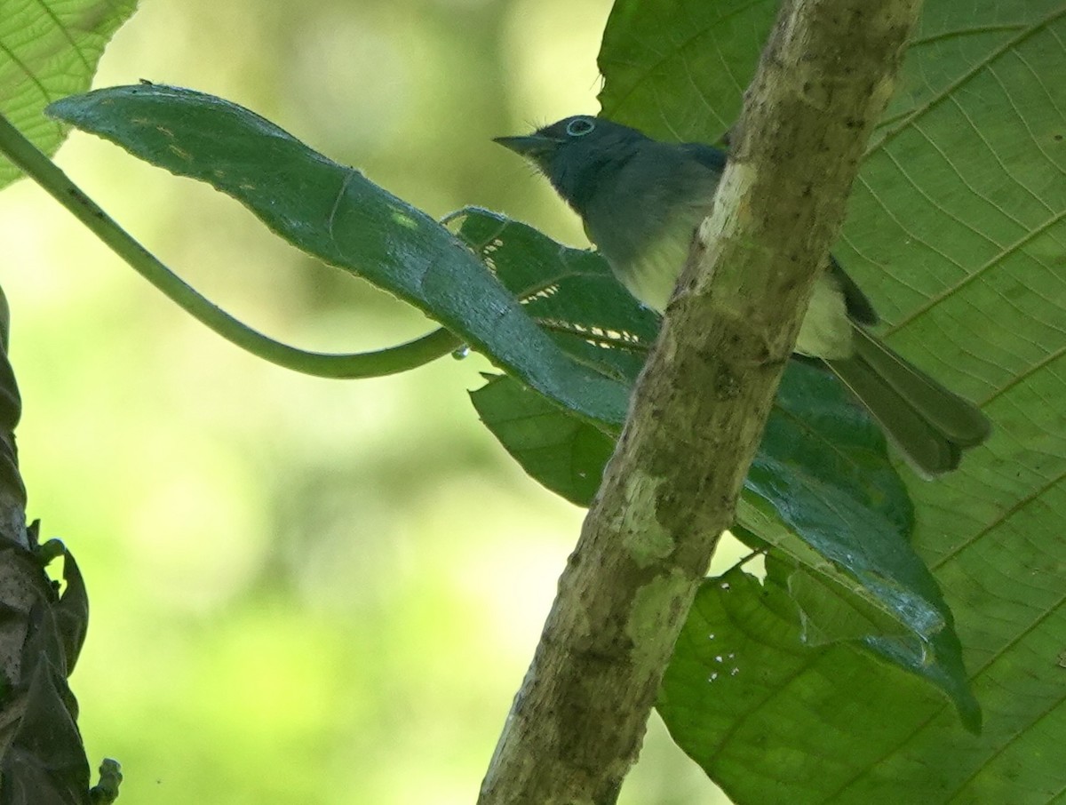 Short-crested Monarch - Martin Kennewell