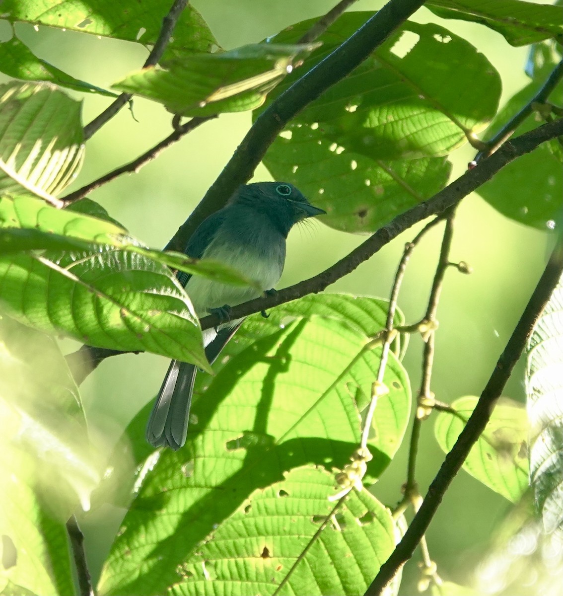 Short-crested Monarch - ML617171480