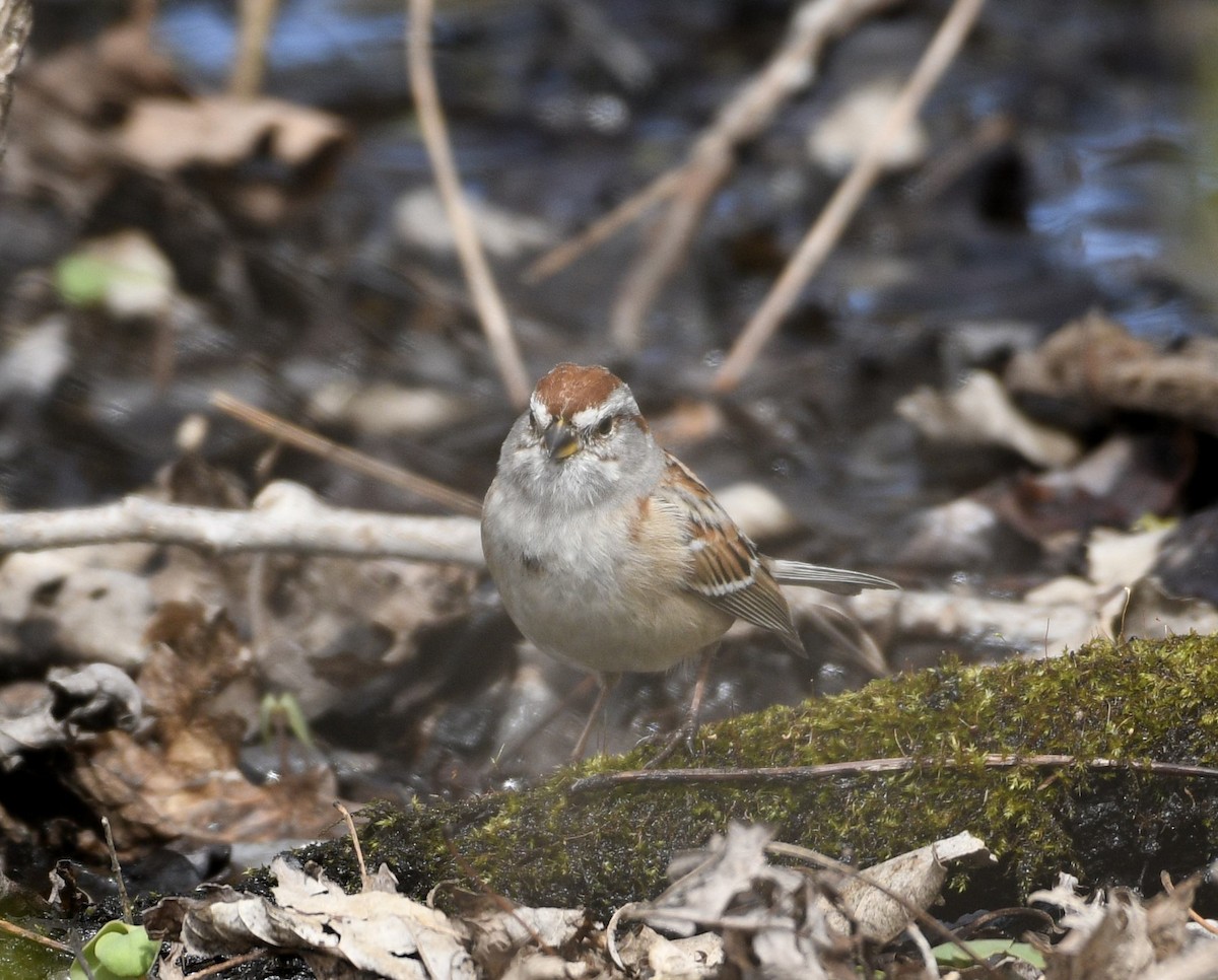 Hudson Körfezi Serçesi - ML617171509