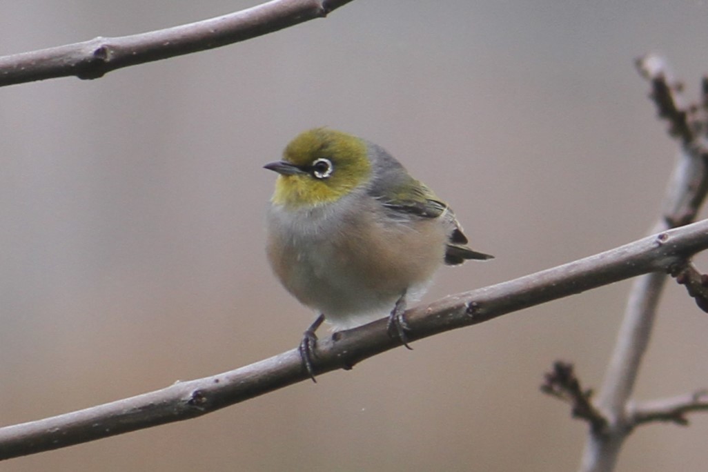 Silvereye - ML617171655