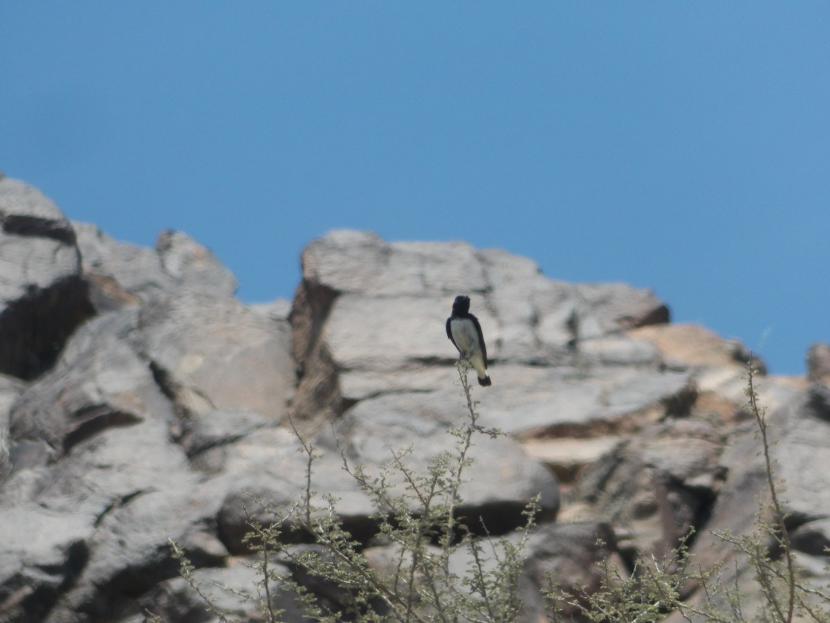 Hume's Wheatear - Loïs Bouchet