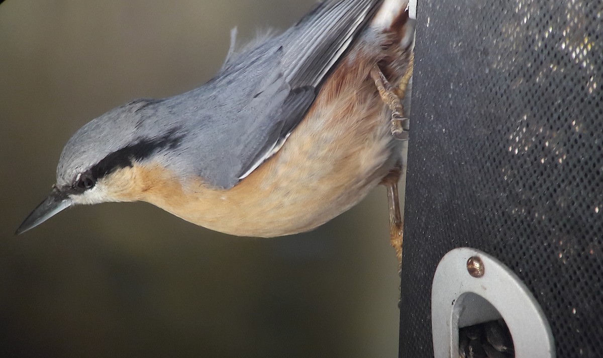 Eurasian Nuthatch - ML617171699