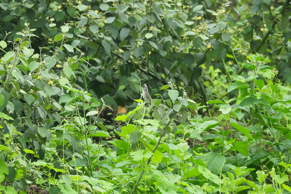 Gray-and-white Tyrannulet - Jorge Humbser