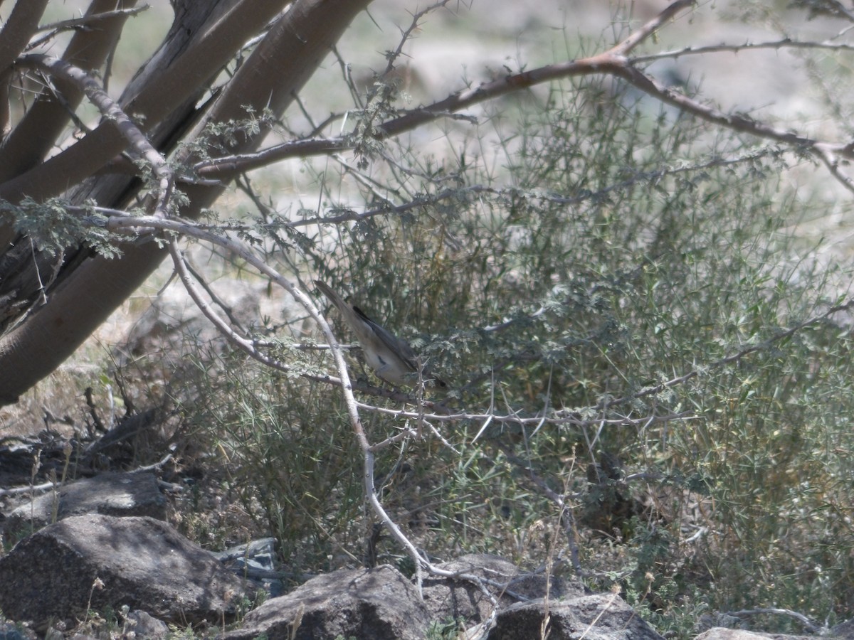 Upcher's Warbler - ML617171730