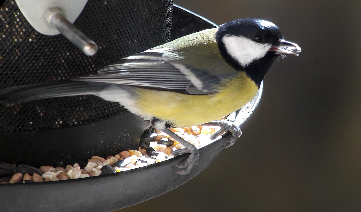 Mésange charbonnière - ML617171734