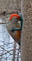 Red-bellied Woodpecker - andres ebel