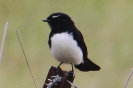 Willie-wagtail - ML617171791