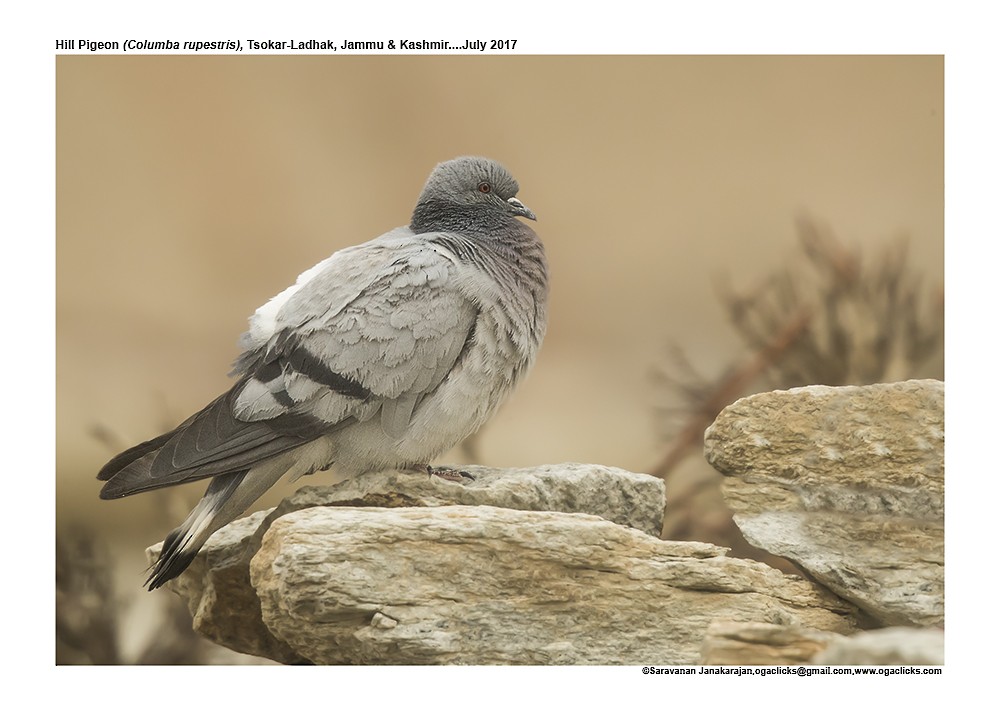 Pigeon des rochers - ML617171826