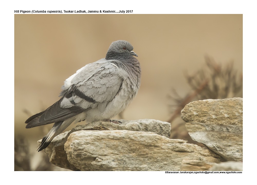 Hill Pigeon - ML617171826