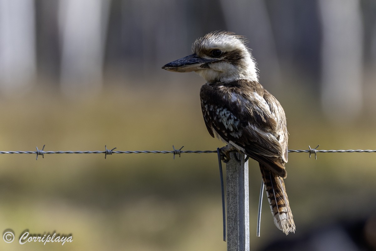 Laughing Kookaburra - Fernando del Valle