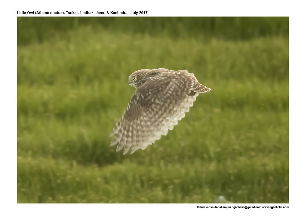 Little Owl - Saravanan Janakarajan