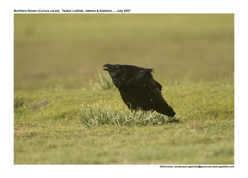 Common Raven - Saravanan Janakarajan