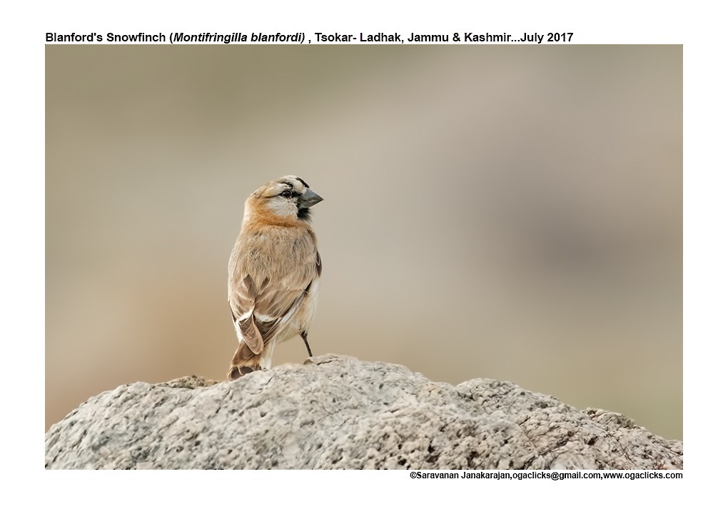 Blanford's Snowfinch - ML617171879