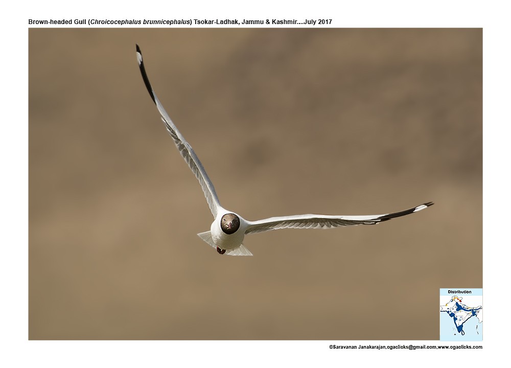 Brown-headed Gull - ML617171903