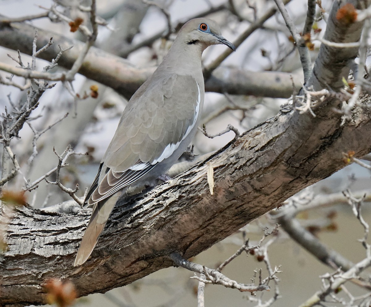 White-winged Dove - ML617171928